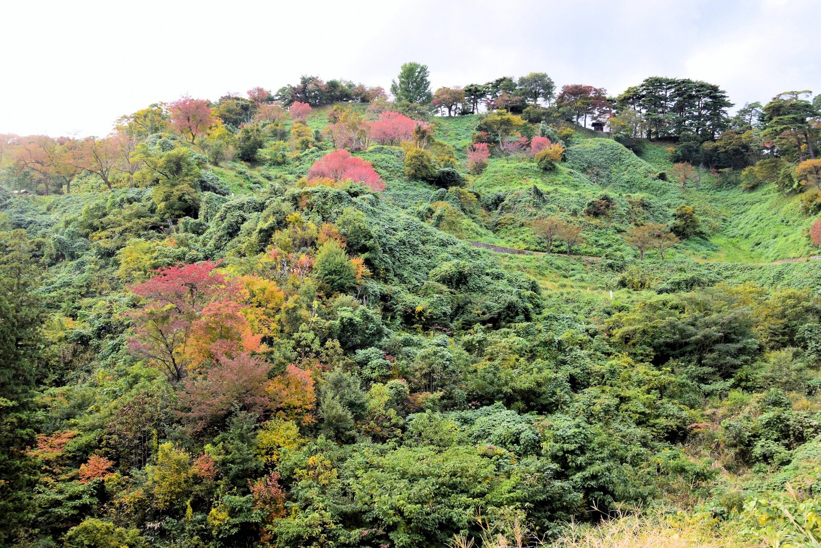 写真